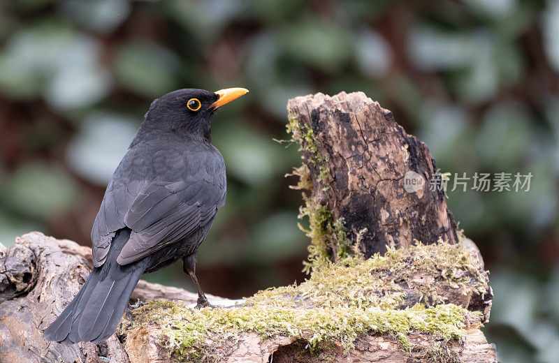 黑鸟（Turdus merula）